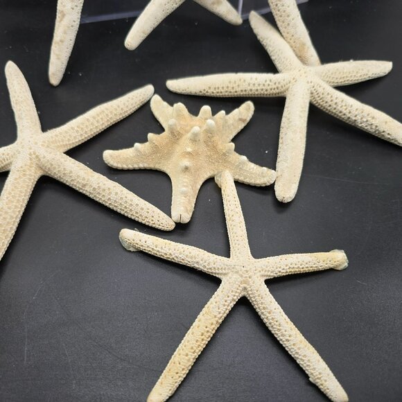 Natural White Starfish Collection For Crafts & Decor Large and Small DH1362 - Picture 3 of 8